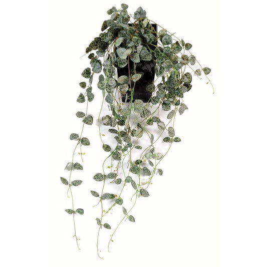 Feuillage artificiel chute de Ceropegia - Chaîne des cœurs pour intérieur - H.60cm