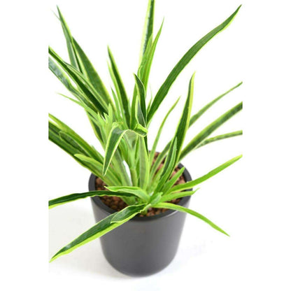 Feuillage artificiel Dracaena 4 touffes - plante en piquet - H.40cm vert 2 tons