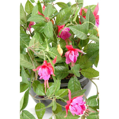 Feuillage artificiel fleuri Fuchsia en piquet - intérieur - H.25cm rose