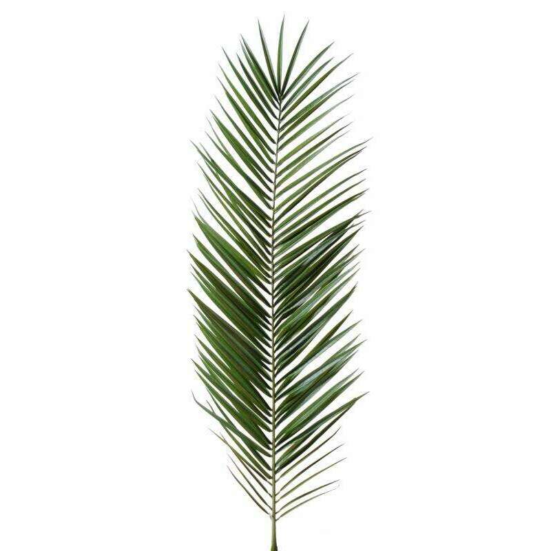 Feuille artificielle de Palmier Phoenix Canariensis Palme H.150cm