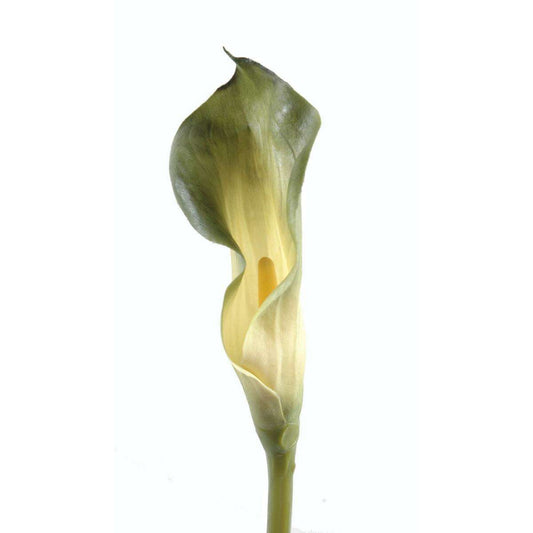 Fleur artificielle Calla Lily - création bouquet - H.90 cm vert