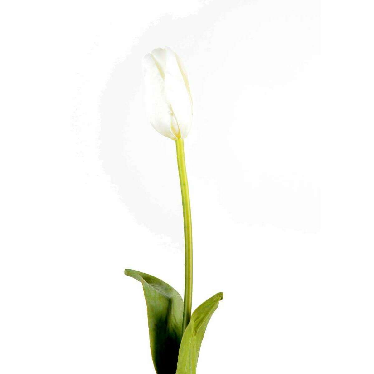 Fleur artificielle coupée Tulipe - décoration d'intérieur - H.79cm blanc