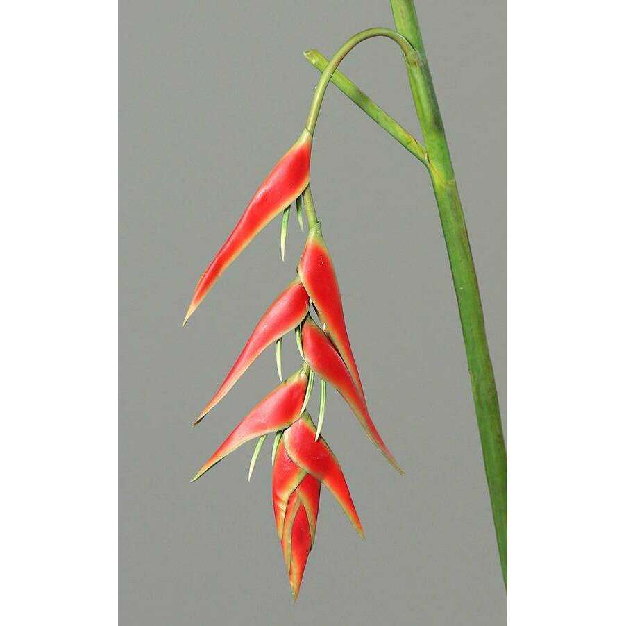 Fleur artificielle Héliconia pendula - fresh touch haute qualité - H.116cm rouge