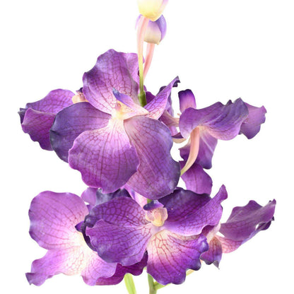 Fleur artificielle Orchidée Vanda Fresh Touch - haut de gamme - H.70cm violet