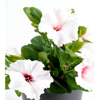 Fleur artificielle Petunia 4 fleurs - plante d'intérieur en piquet - H.25cm blanc rose