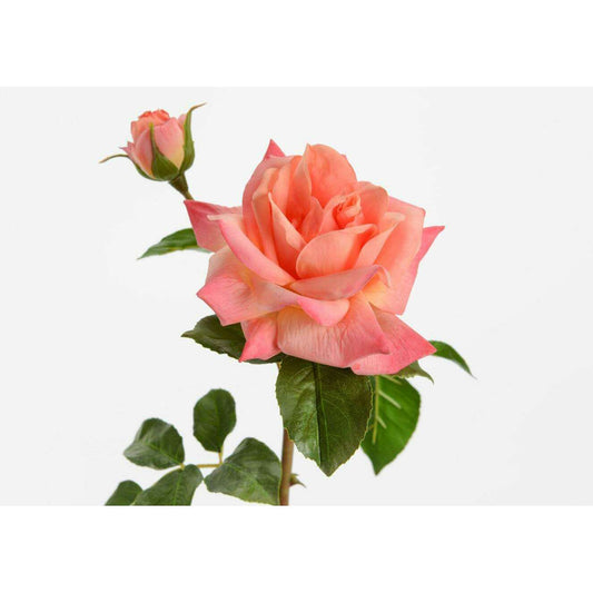 Fleur artificielle rose Melody reality - Real touch gamme luxe - H.53cm rose corail