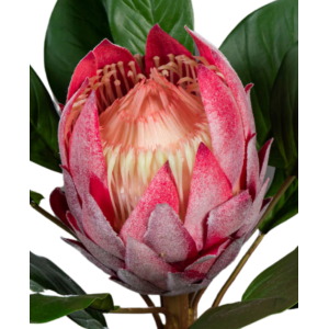 Fleur artificielle tige de Protea géante - création florale intérieur - H.80cm fuchsia