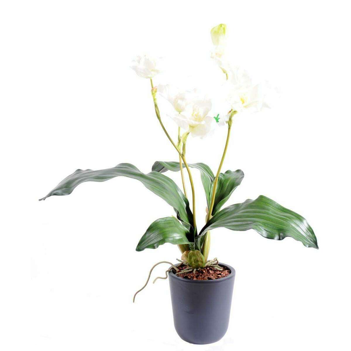 Fleur coupée Lycaste Orchidée - plante artificielle en piquet - H.60cm blanc