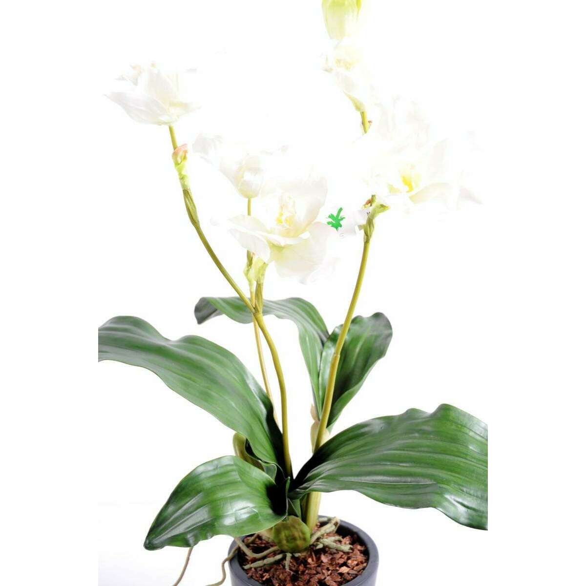 Fleur coupée Lycaste Orchidée - plante artificielle en piquet - H.60cm blanc