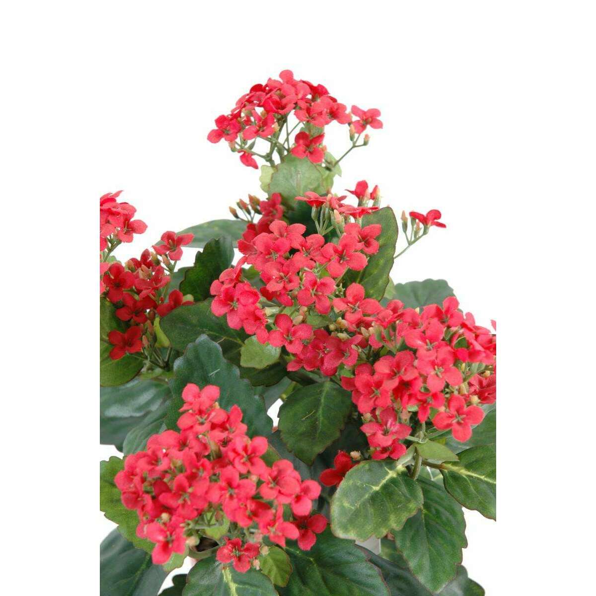 Fleurs artificielles Kalanchoe - plante en piquet - H.25cm rouge