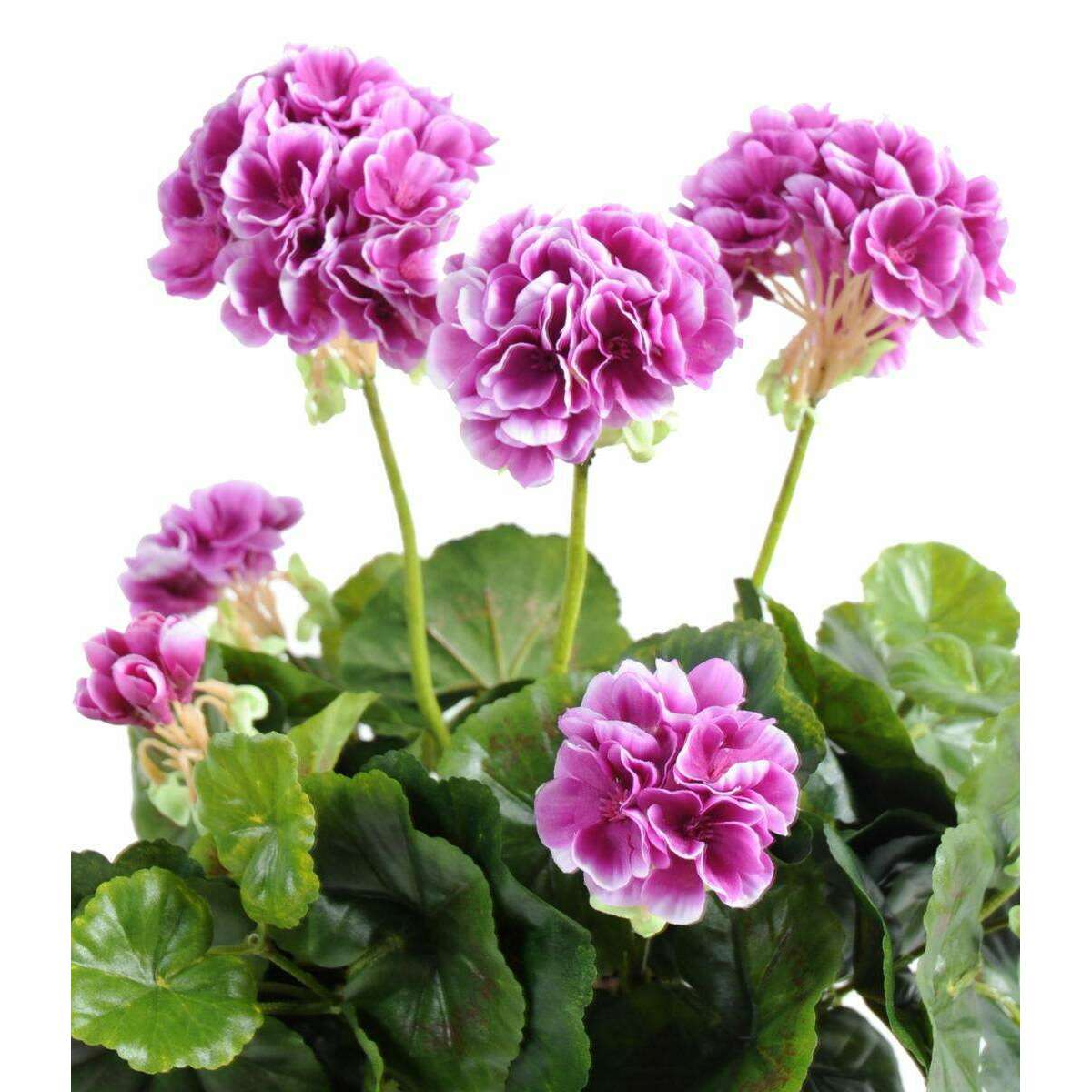 Géranium en piquet 5 têtes - Plante fleurie artificielle - H.40cm violet