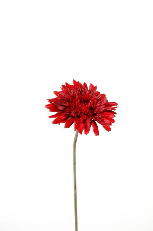 Gerbera rouge 62 cm