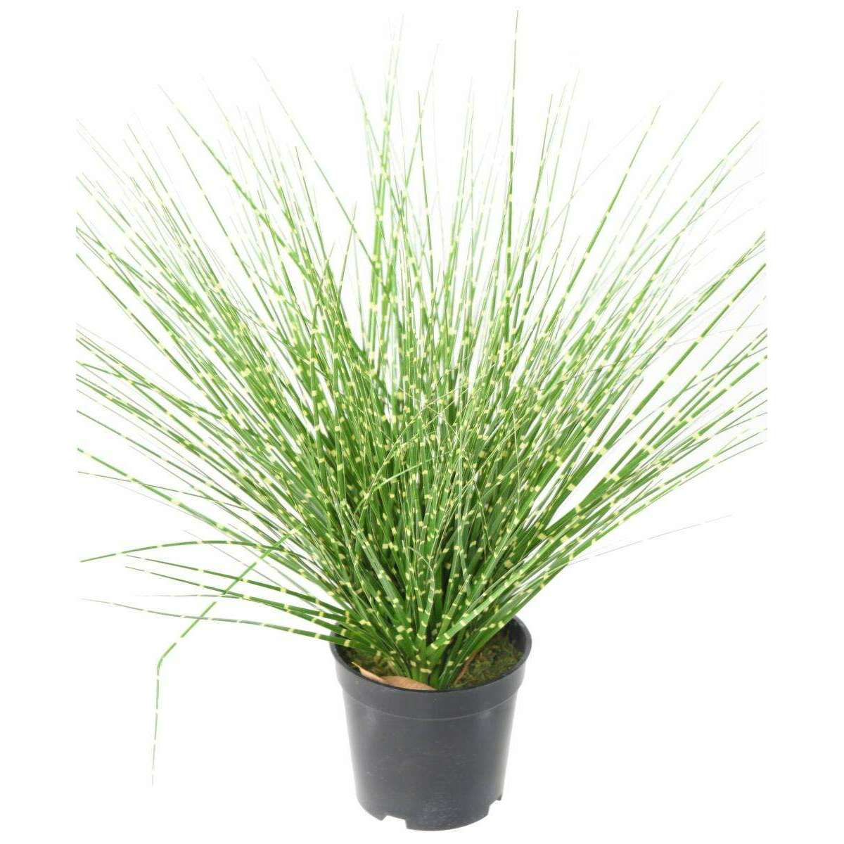 Graminée artificielle Miscanthus sinensis Zebrinus - intérieur - H.45cm vert jaune