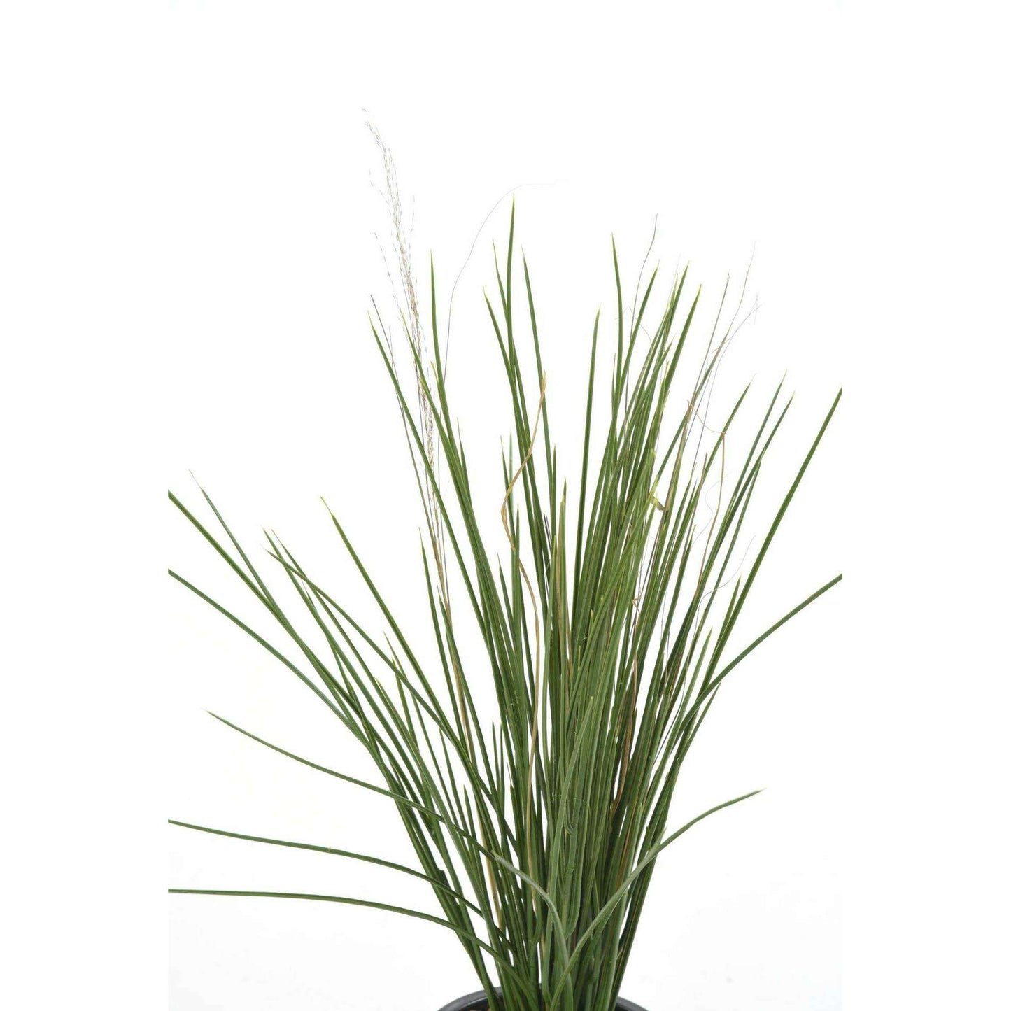 Herbe artificielle Honey Grass UV résistant en piquet - intérieur extérieur - H.60cm