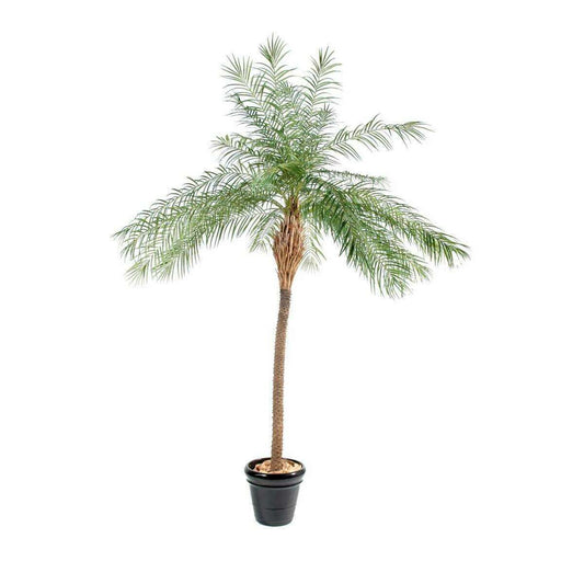 Palmier artificiel Phoenix new - plante d'intérieur - H.220cm vert