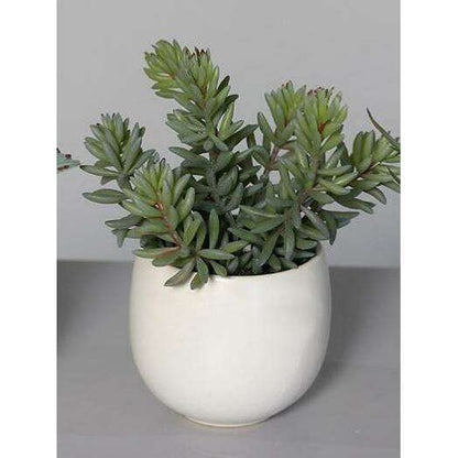 Plante artificielle 3 succulentes en pot blanc - cactus d'intérieur - H.15cm