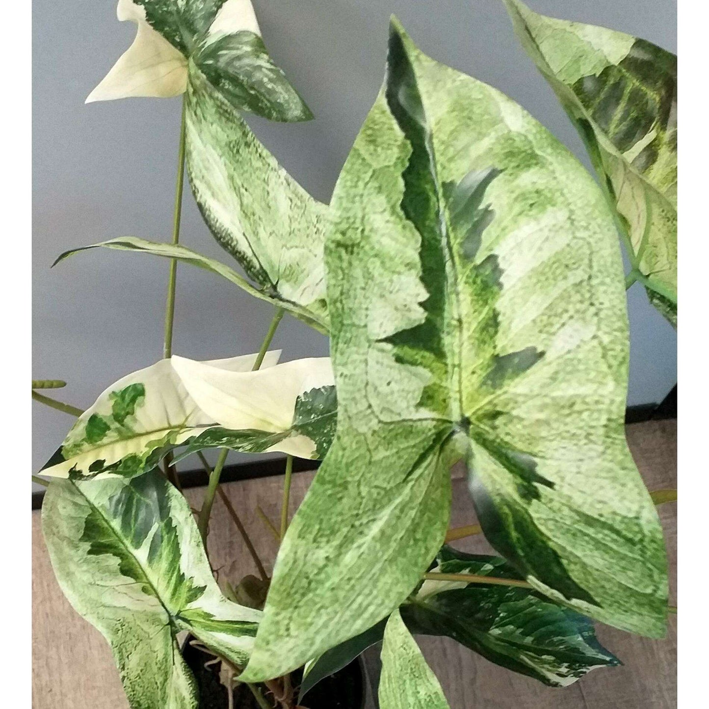 Plante artificielle Alocasia en pot - plante d'intérieur - H.75cm vert crème