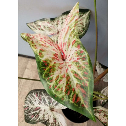 Plante artificielle Alocasia en pot - plante d'intérieur - H.75cm vert rouge