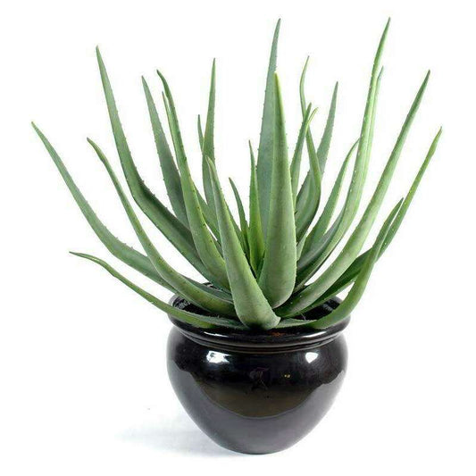 Plante artificielle Aloe vera - plante pour intérieur extérieur - H.70 cm vert