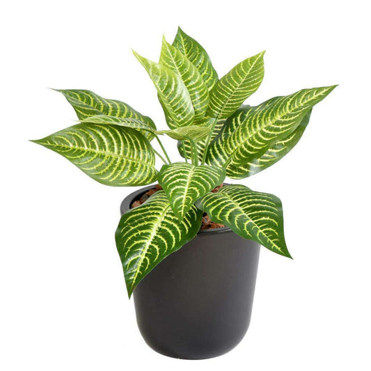 Plante artificielle Aphelandra mini en piquet - décoration d'intérieur - H.30cm panaché