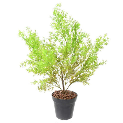 Plante artificielle Asparagus plastique - intérieur extérieur - H.62cm vert