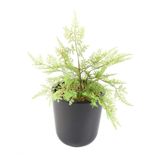 Plante artificielle Asparagus plastique en piquet - intérieur extérieur - H.34cm