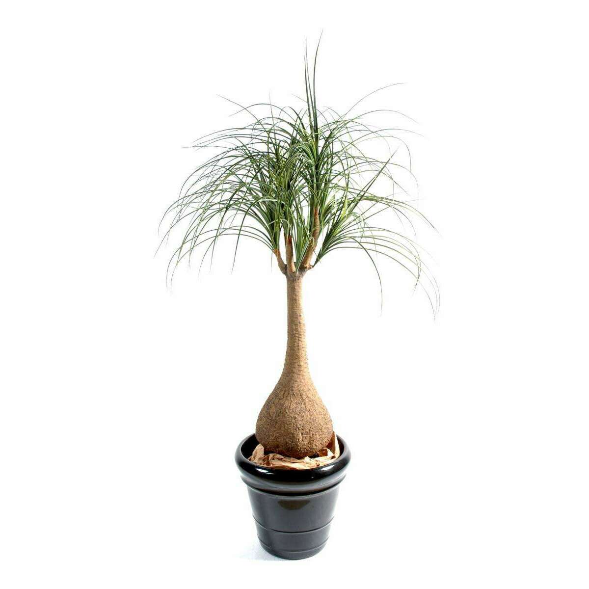 Plante artificielle Beaucarnea Pied d'éléphant - intérieur - H. 125cm