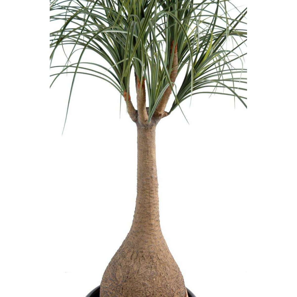 Plante artificielle Beaucarnea Pied d'éléphant - intérieur - H. 125cm