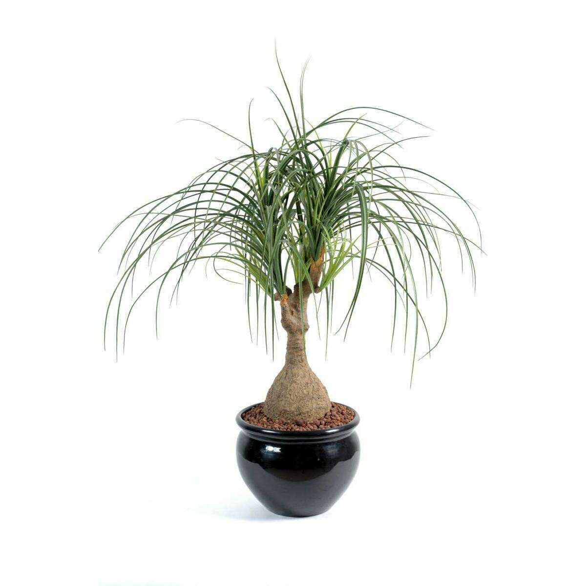 Plante artificielle Beaucarnea Pied d'éléphant - intérieur - H.75cm