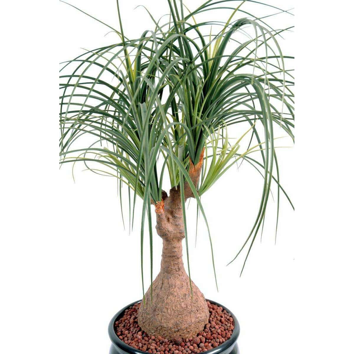 Plante artificielle Beaucarnea Pied d'éléphant - intérieur - H.75cm