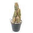 Plante artificielle Cactus Finger 5 troncs - Plante pour intérieur - H.28cm vert