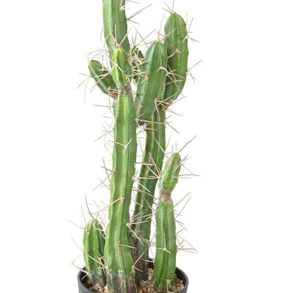 Plante artificielle Cactus Finger F - Plante pour intérieur - H.60cm vert