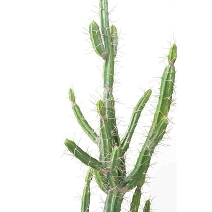 Plante artificielle Cactus Finger F - Plante pour intérieur - H.85cm vert