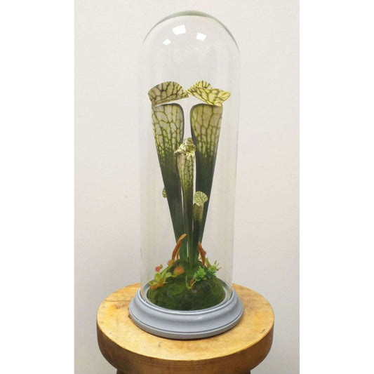 Plante artificielle carnivore sous cloche en verre - déco intérieur - H.46cm vert