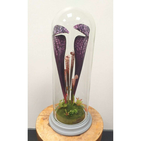 Plante artificielle carnivore sous cloche en verre - déco intérieur - H.46cm violet