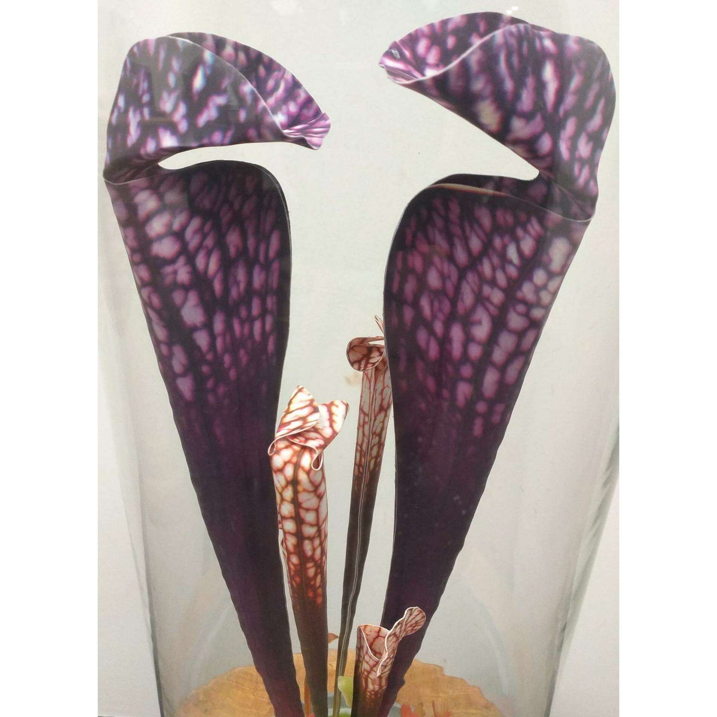 Plante artificielle carnivore sous cloche en verre - déco intérieur - H.46cm violet