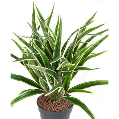 Plante artificielle Chlorophytum buisson en piquet - intérieur - H.42cm panaché