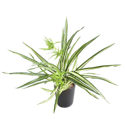 Plante artificielle Chlorophytum en piquet - déco d'intérieur - H.60cm panaché