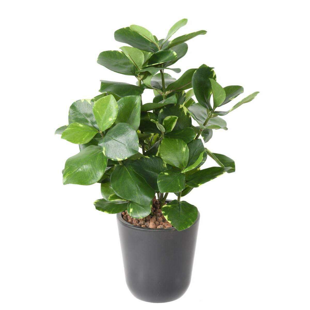 Plante artificielle Clusia - décoration d'intérieur - H.45cm vert crème