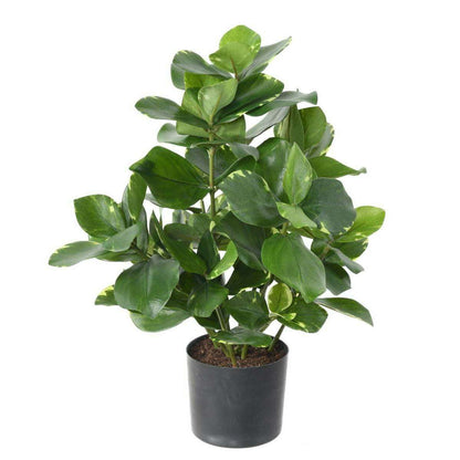 Plante artificielle Clusia - décoration d'intérieur - H.45cm vert crème