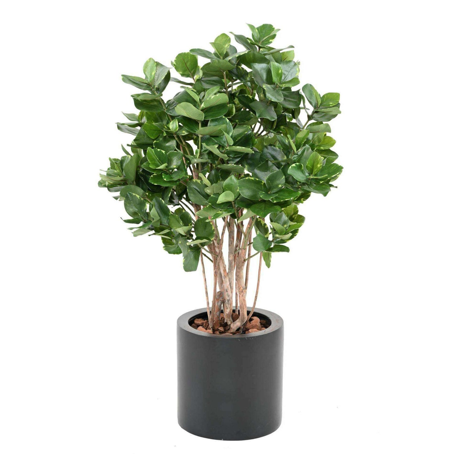 Plante artificielle Clusia buisson - décoration d'intérieur - H.95cm panaché