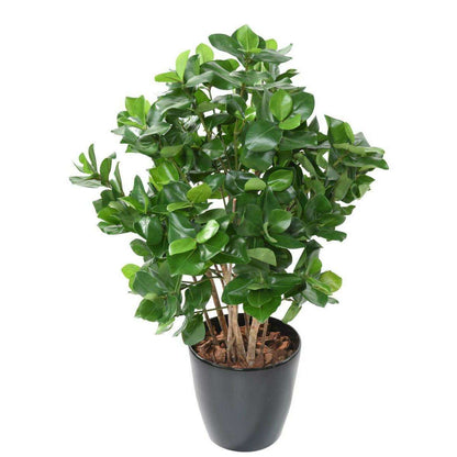 Plante artificielle Clusia buisson - décoration d'intérieur - H.95cm vert