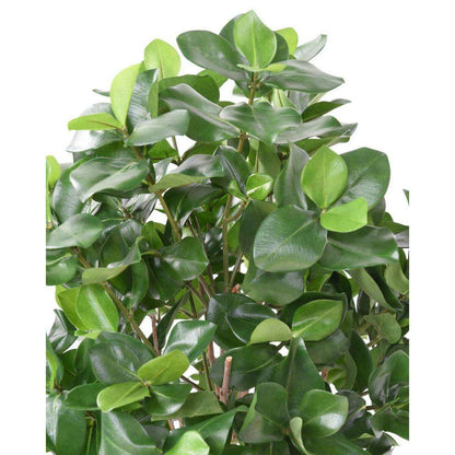 Plante artificielle Clusia buisson - décoration d'intérieur - H.95cm vert