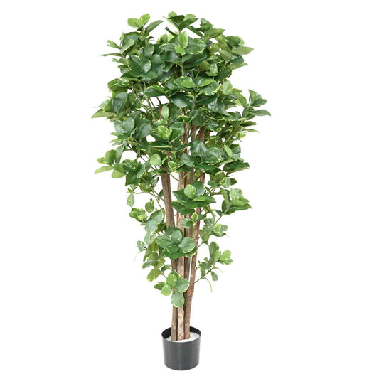 Plante artificielle Clusia Variegata - décoration d'intérieur - H.150cm panaché