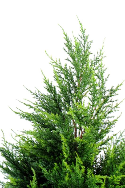 Plante artificielle Cypres artificiel (juniperus vert) - intérieur extérieur - H.105cm vert 2 nuances