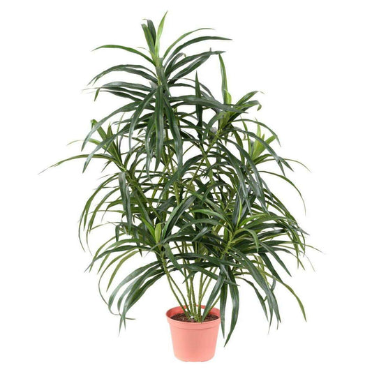 Plante artificielle Dracaena Anita - décoration d'intérieur - H.75cm vert