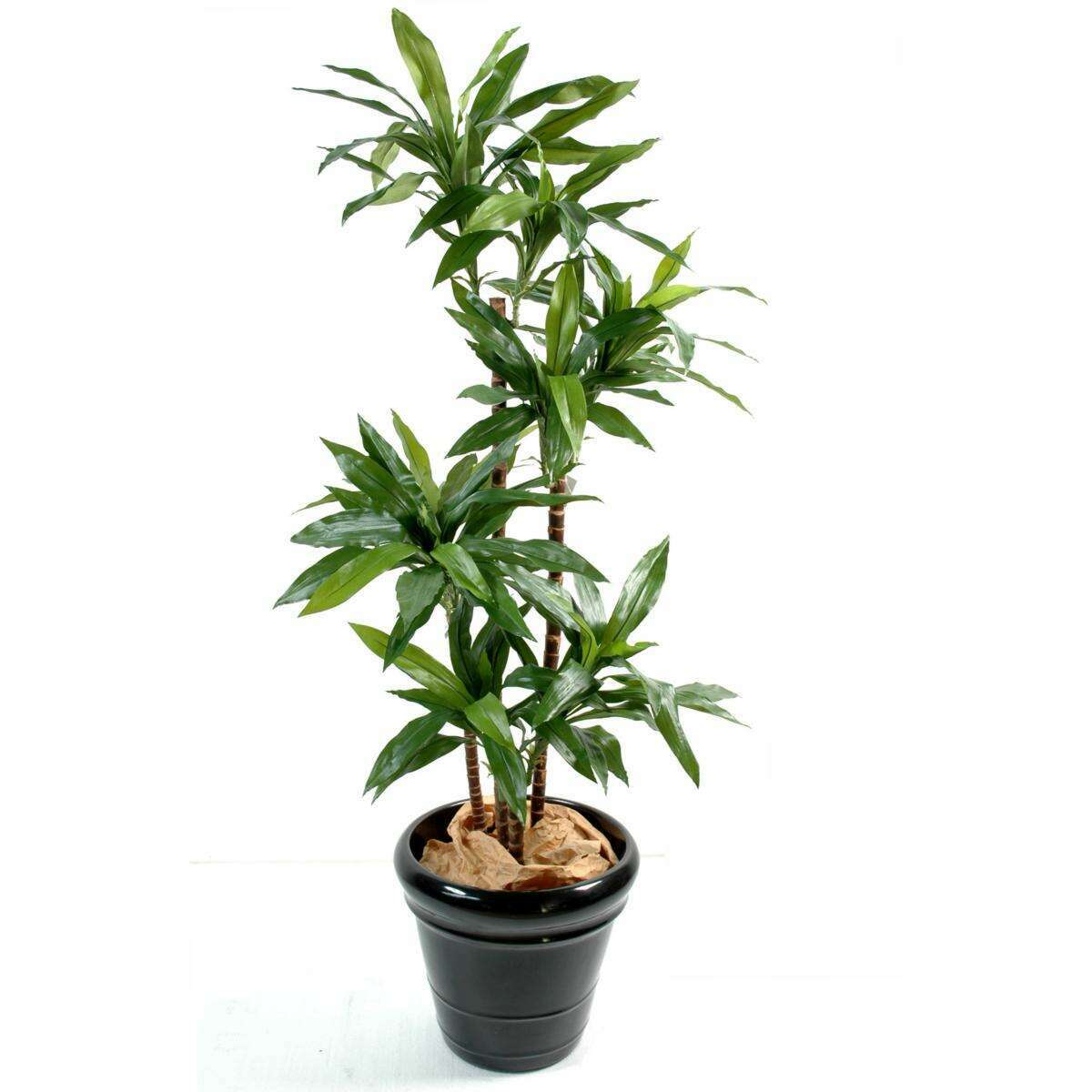 Plante artificielle Dracaena Fragrans - décoration d'intérieur - H.145cm vert