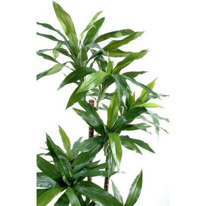 Plante artificielle Dracaena Fragrans - décoration d'intérieur - H.145cm vert