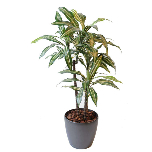 Plante artificielle Dracaena Fragrans 3 tiges - décoration d'intérieur - H.90cm