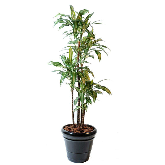 Plante artificielle Dracaena Fragrans 4 tiges - déco d'intérieur - H.145cm